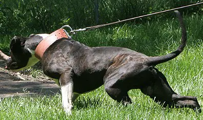 Macit's VooDoo Daddy