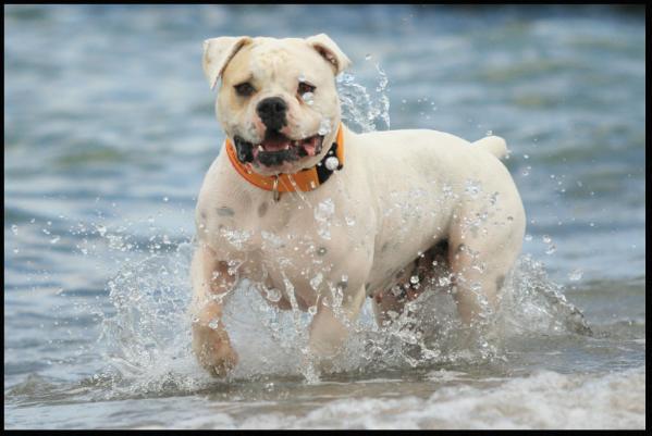 White Bull's Full Court Press of Boyd