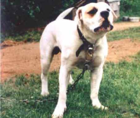 LeClerc's Doc Holiday