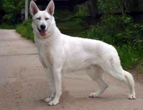 CH, CHRKF,CACIB Lyons Treasure Trey
