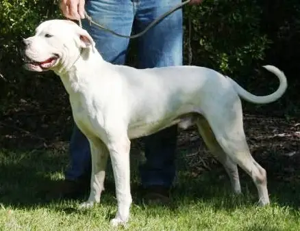 NKC GR CH Konfederate's Lock & Load of Manors aka  Louie