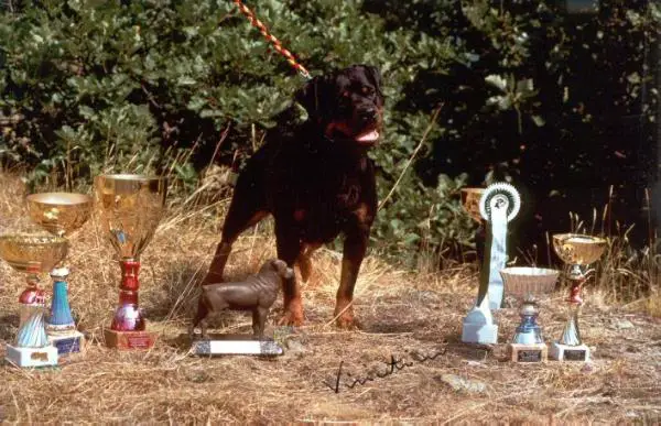 REBELL BUOSO DA DOVARA