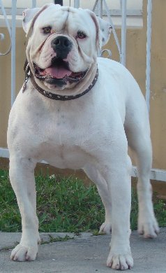 Valiente's Aquiles of JCR