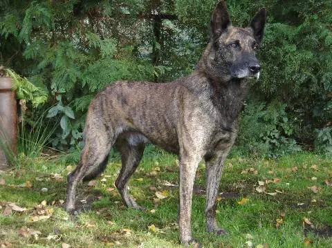 Aron V.D. Vastenow