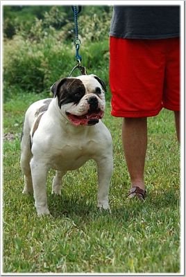 Sooner's Blue Rivers Gus of Hosfelts