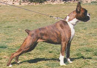 CH (ESPAÑA) Anna del Rebejon