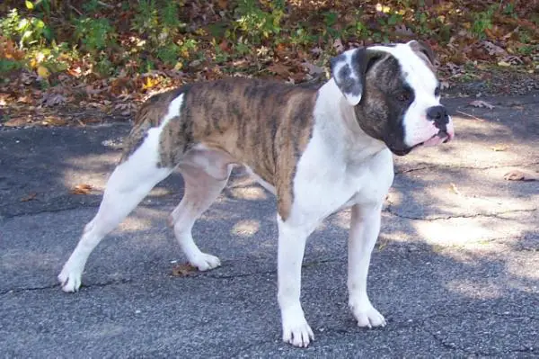 CH HellGate's Doctor Drex