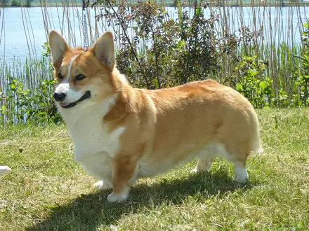 SU CH, DKU CH Spike-Magic's Knock Out Konrad