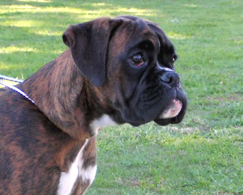 Kenzo des Puig Major Nordics