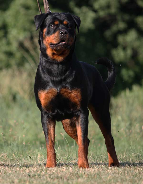 Tonka vom Hause Edelstein