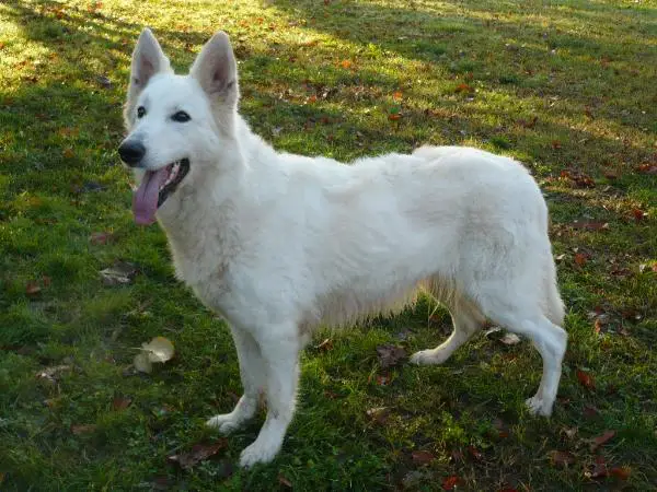 CAC URSULLA White Rose