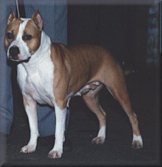 Rangler's Wild Belle