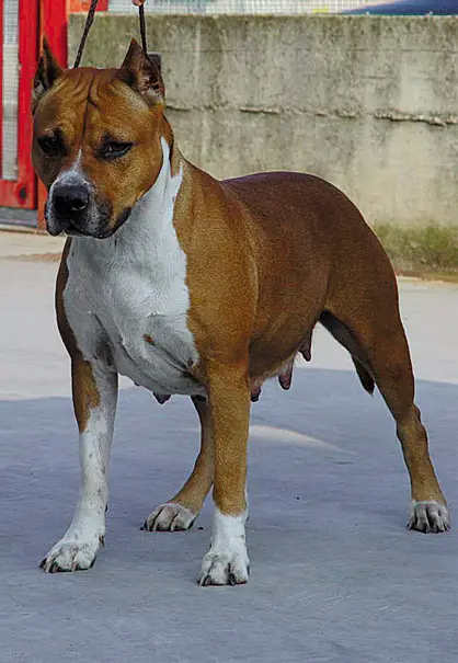 De Paco XZ Moon Racker