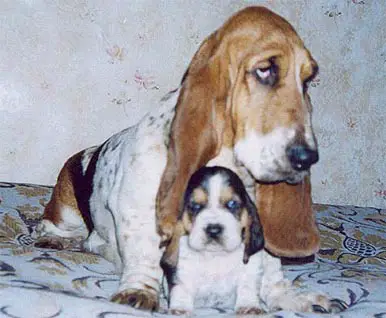 Chelobaka Tsarina Dzhina