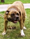 Macit's Honey B