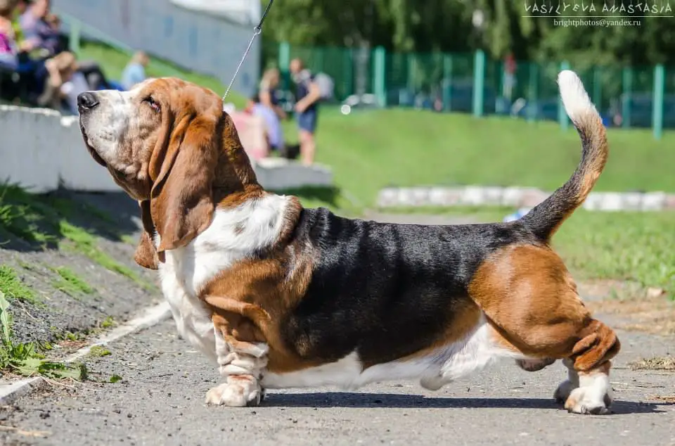 CH INT,JRUS,RUS,RKF,UA,KZ,BY, CLUB,GRAND RUS,UA, 22*BIS HANNIBAL Lady Barnett's