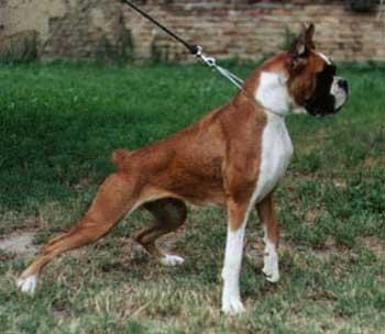 JAHRESIEGER SRB Iwein od Djevija