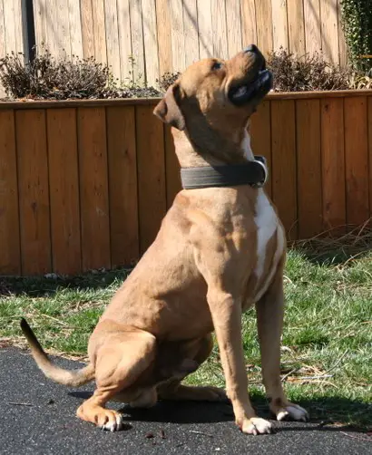 Gayle's Maximus