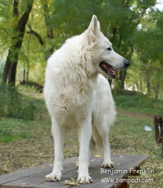 WORLD V WINNER12 CH Benjamin Frenklin