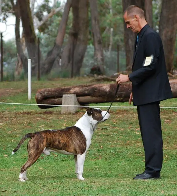 AUST CH Amseraphs Takn Uby Storm (AI)