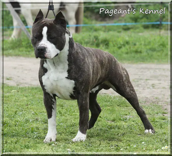 Pageant's E'Stallion Of Roadhouse