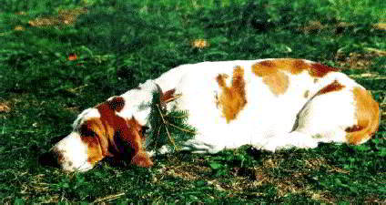 Mainbridge Idealissima