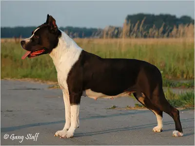 Gang-Staff Country Girl