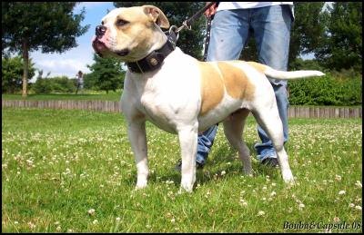 Caninedogproject Altesse Audace