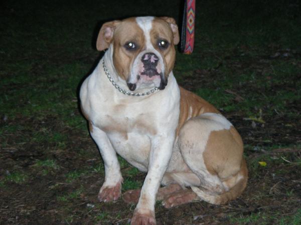 Caninedogproject Duchesse Diamond Doudoune