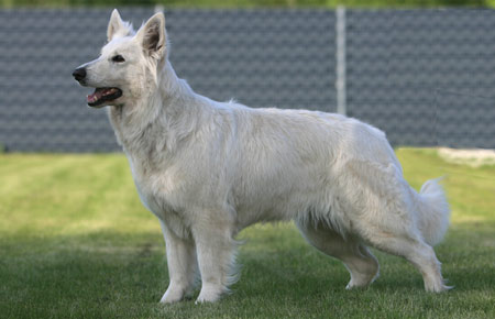 Nouska Woni of the Heart of Lothian