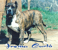 Gara de Irema Curto