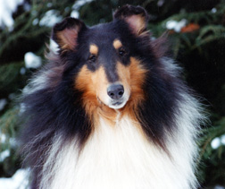 CH Tartanside Raptorvale Rebel