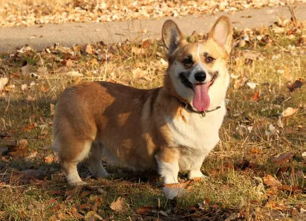 CH UA Andvol Navstrechu Schastyu (N/B)