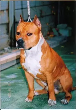 Ringmaster Can't We Be Friend