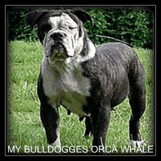 My Bulldogge's Orca Whale