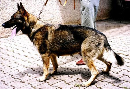 Anka von der Niddereiche