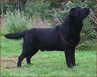 Dickendall Peacekeeper