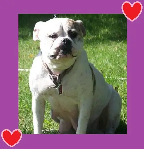 Smity's Roxxy