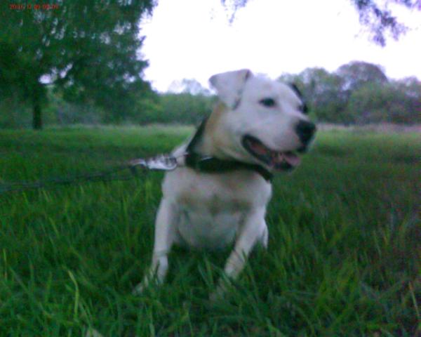 American Legendz Sidney of Stouts