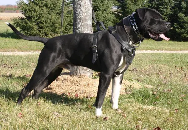 CH,ID DHT,ID III Konfederate's Cobblestone-N-Onyx