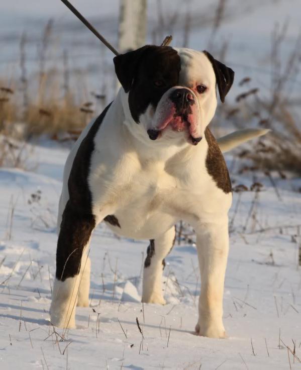 Ostergaard's Aston Martin