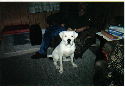 War Hammer of Vanguard