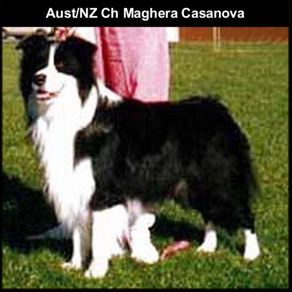 AU & NZ Sh Ch Maghera Casanova