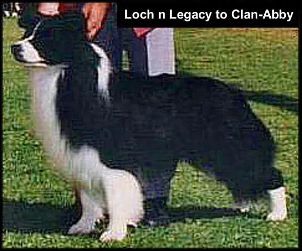 AUST/NZ/SUS CH Loch N Legacy of Clan-Abby