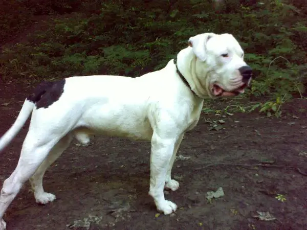 Cammish's Buster