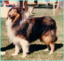 Little caesar At corydon