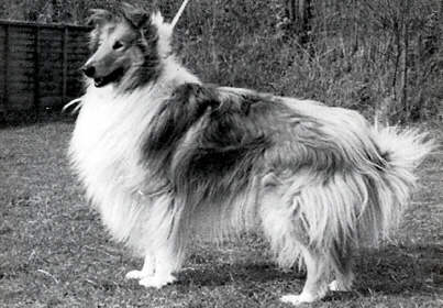 Sangreat Sorrocco of arranbrook