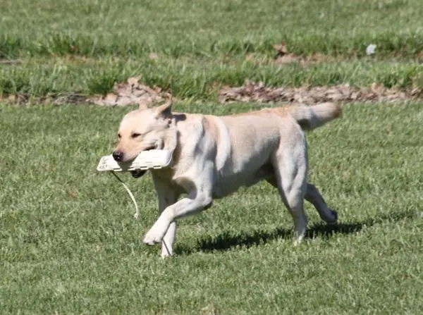 AKC PTDUSJ HR U-GRCH Fish Dog's Playing in the Kona Surf