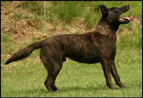 Carlos van Guard (Mr U. Muff Jr.)