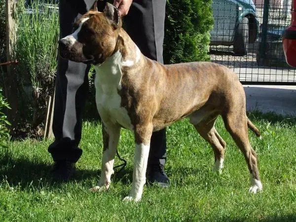 Olmar The Art of Motion